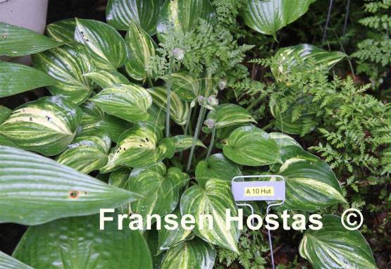 Hosta A 10 Hut